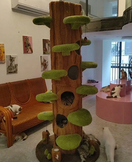 Foto da avaliação Carlos 1